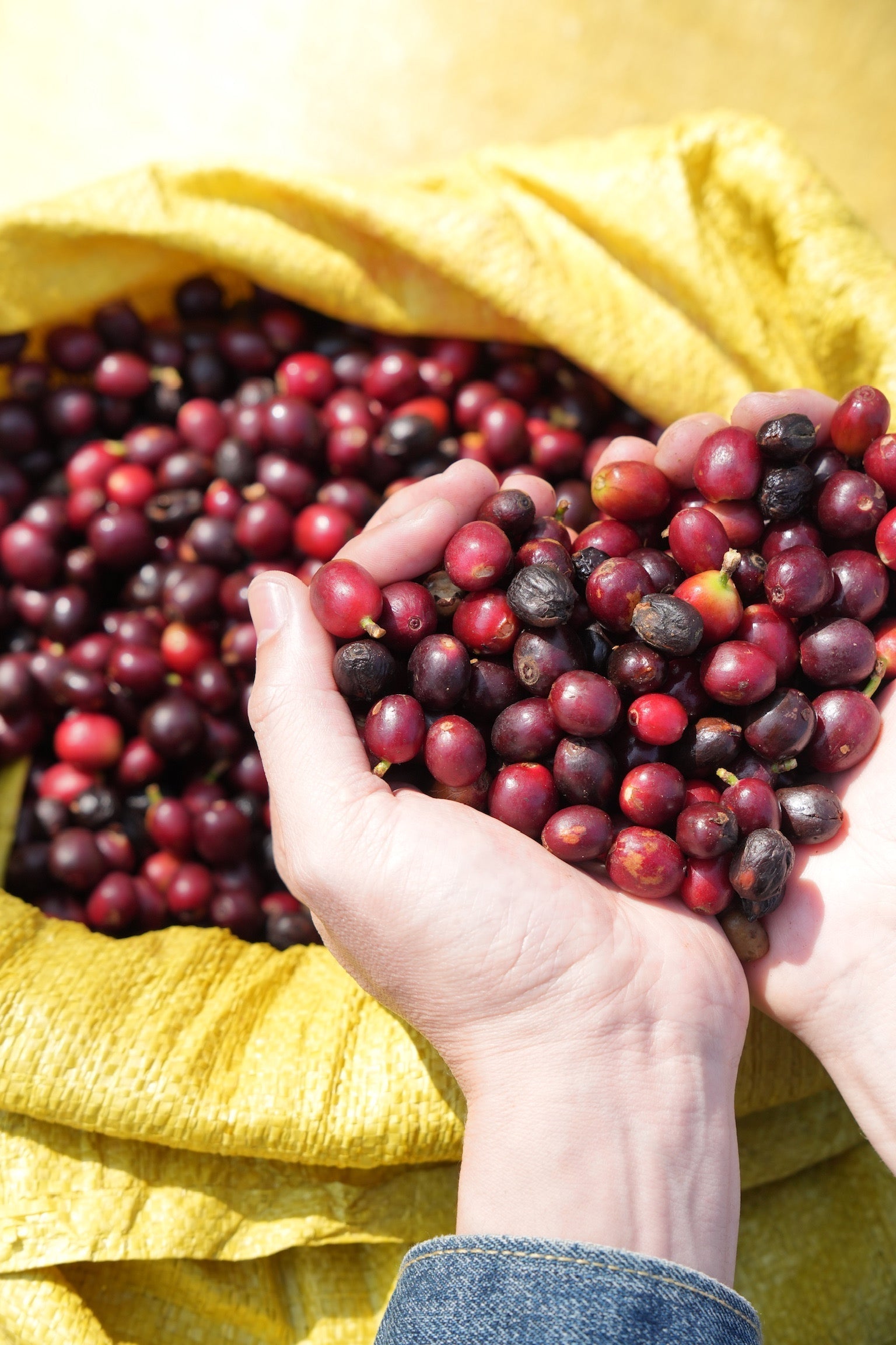A Guide to Yunnan Coffee