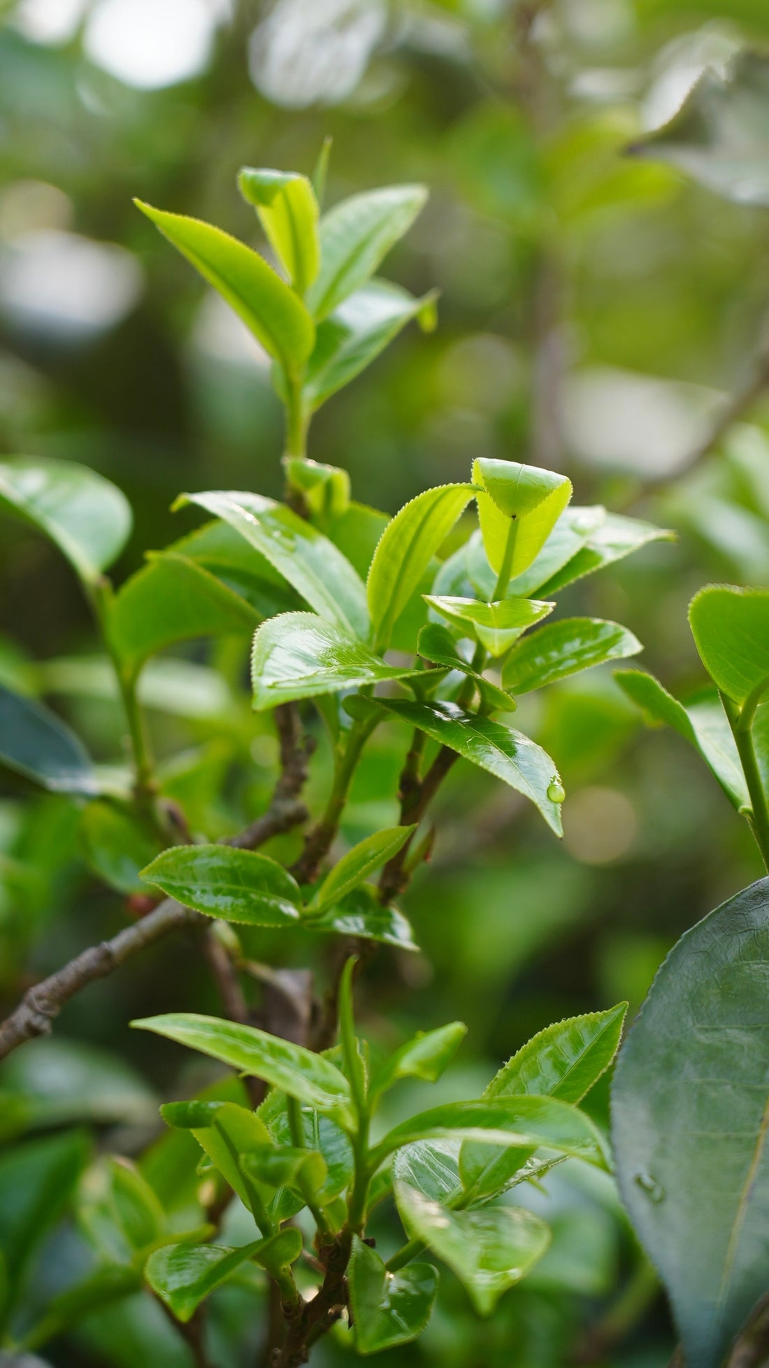 5 Health Benefits of Pu-erh Tea