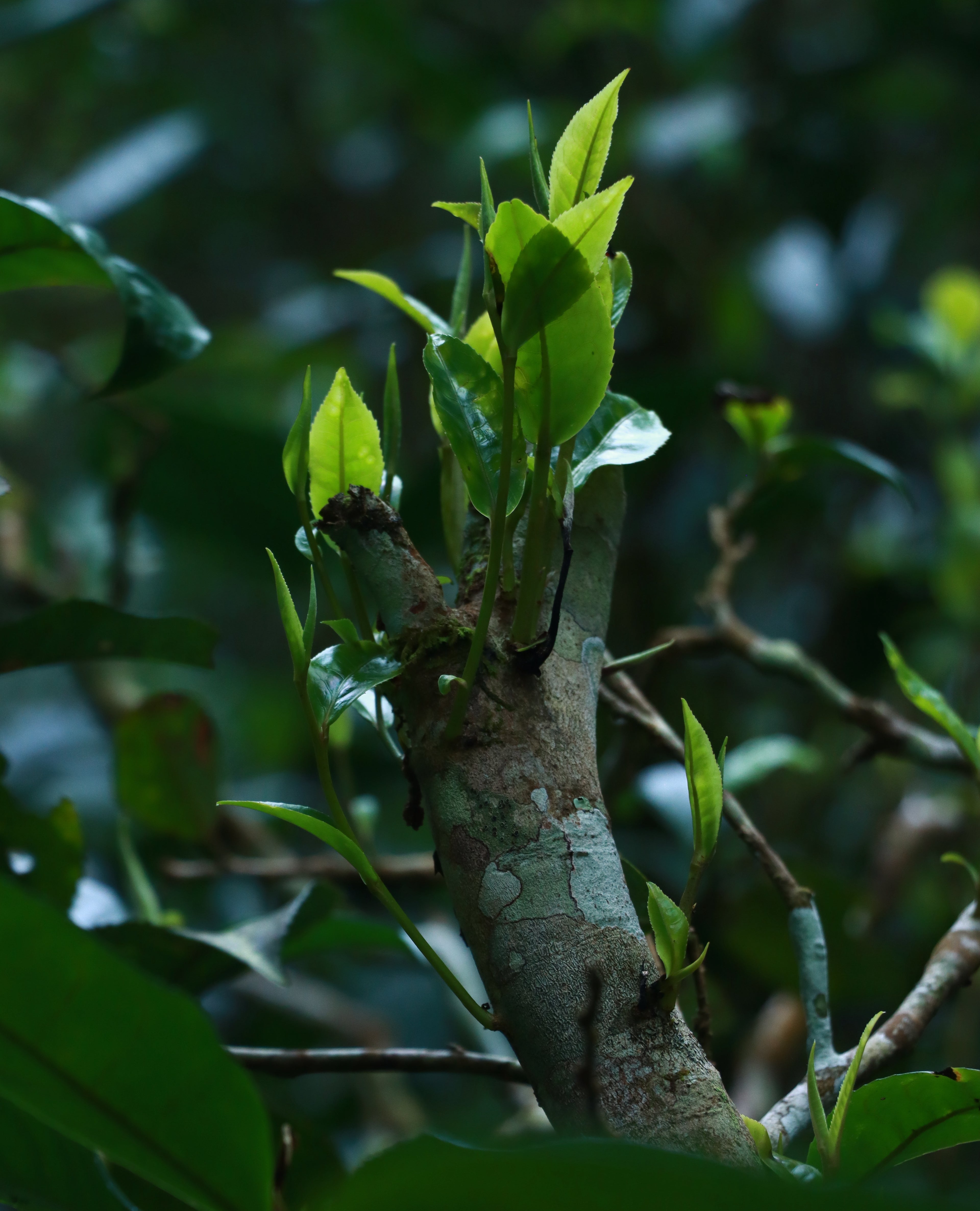 Ancient Tree Black Tea
